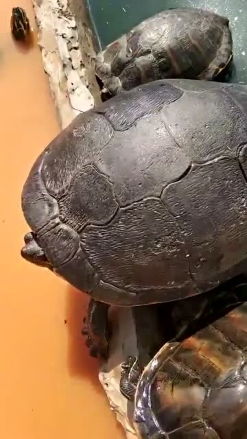 火焰龟换壳这就是传说中的卸甲龟田够优秀