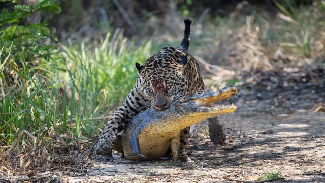 鳄鱼攻击水獭,不料被美洲豹盯上,真是螳螂捕蝉黄雀在后!