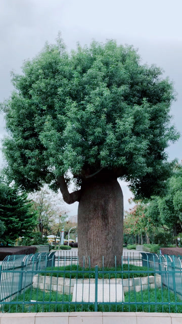 昆士兰瓶干树属梧桐科别名酒瓶树佛肚树瓶子树纺锤树
