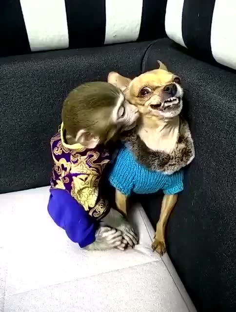 猴子想和狗狗玩,狗子的表情好讨厌,接下来不客气了!