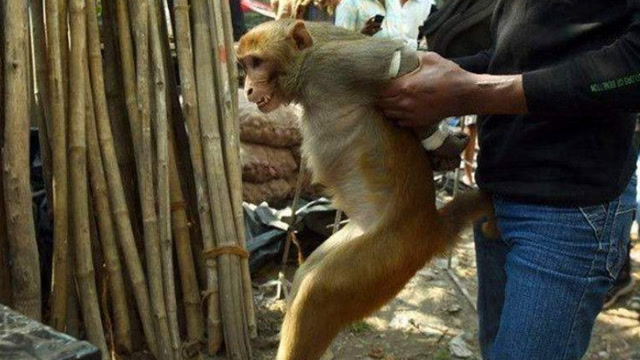 猴子在印度已经成人人喊打的对象了,抓一只还有奖励!