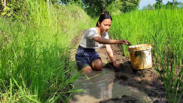 柬埔寨姑娘田里捉鱼和螃蟹,看看她抓获了多少?