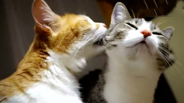 媳妇儿一撒娇,橘猫立刻转头亲亲,猝不及防又被秀一脸恩爱