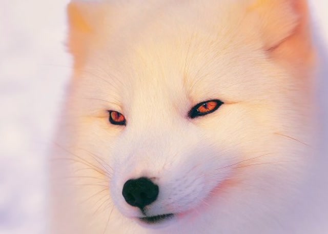 世界上最漂亮的狐狸,北极狐的白雪绒毛会随季节变色