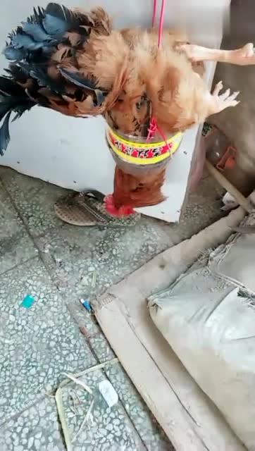 杀鸡神器,小女生也可以杀鸡了