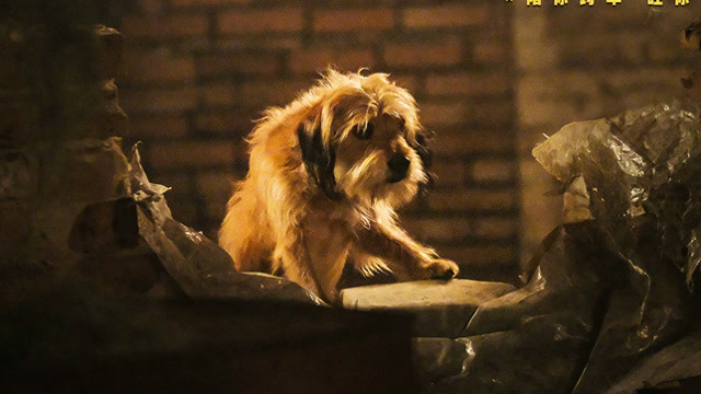 《神探狗笨吉》太催泪,值得阖家观赏的萌宠治愈片!