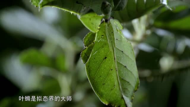 纪录片《热带雨林》昆虫界的拟态大师,叶脩与树叶形态一样