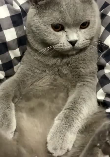 猫咪一听主人打电话要卖掉它,瞬间不敢动了,这倔强的眼神好可爱