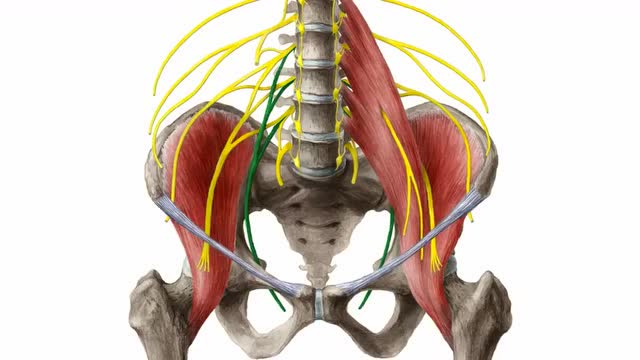 内收肌短肌功能(预览)-人体解剖学
