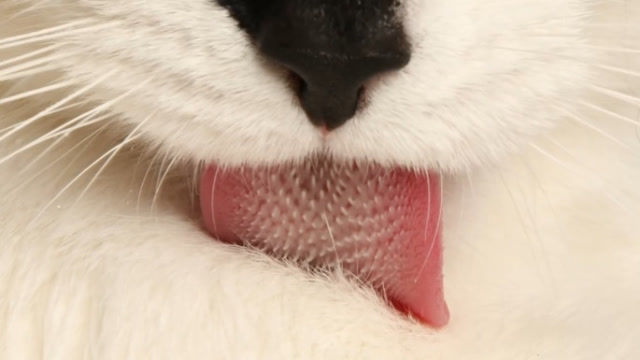 猫科动物舌头上的倒刺,在放大10倍后触目惊心,网友:别当舔猫了