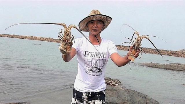 海边的游客都走光了,阿波趁没人来赶海,抓到两只大龙虾,发财了!