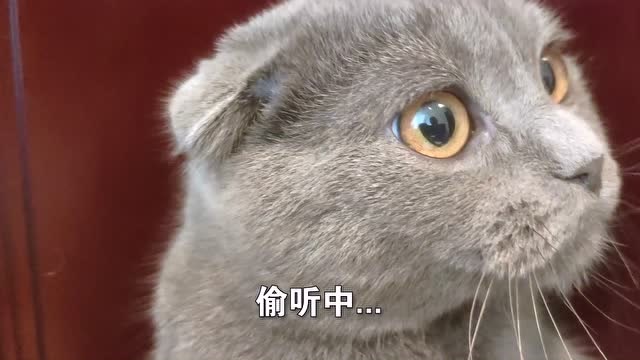 小猫偷听父母对话,最后才知道自己在父亲眼中的形象