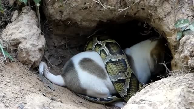 流浪狗被大蟒缠住急的哇哇叫,危急时幸遇好心人搭救