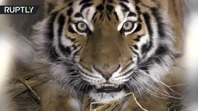 母老虎的戒备心很强,眼神直勾勾盯着人类,幼崽全都这么做