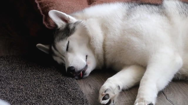 哈士奇正伸着舌头睡觉,原来二哈也有很萌的时候