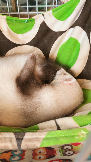 捕捉到一只安静睡觉的小可爱,嘘