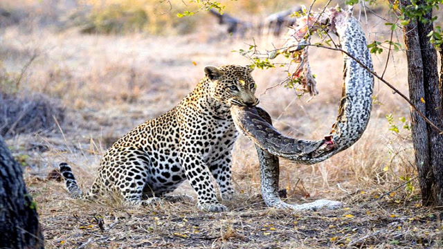 豹子遇上蟒蛇,巅峰对决,大战一触即发!镜头拍下了这一幕