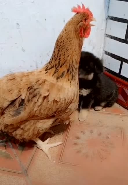 小狗狗在这只大傻鸡面前无能为力了