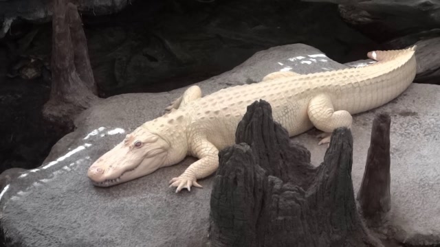 世界白背食人鳄的鳄鱼图片