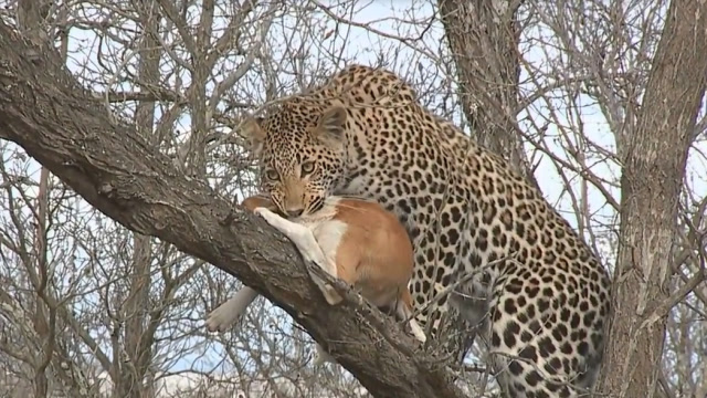 花豹捕到一只狗,爬到树上刚想进食,结果意外发生了