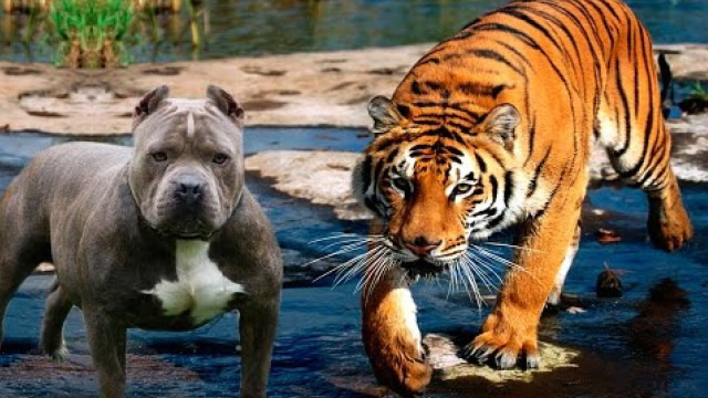 比特犬挑战老虎,看完才知道它们的差距有多大,镜头记录全过程