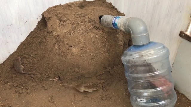 家里老鼠挖个大洞,村民自创狠招,把一窝老鼠都逼了出来