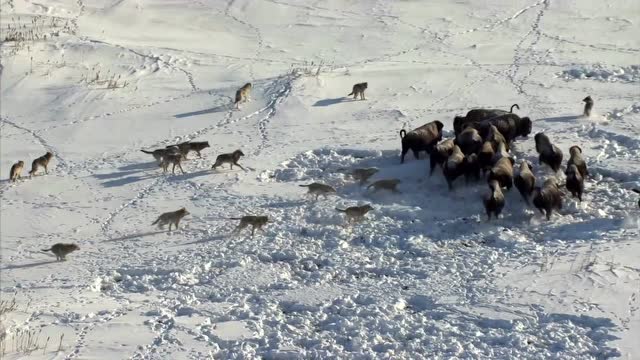狼群围捕牛群大场面,狼群这阵势,必须要一头牛做食物