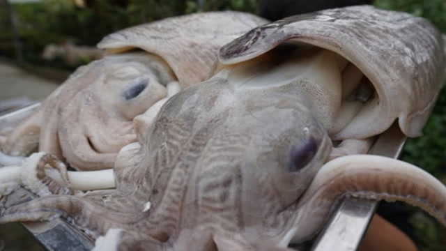 极品巨型墨鱼,小伙用独特配方烤着吃,隔着屏我口水都流出了