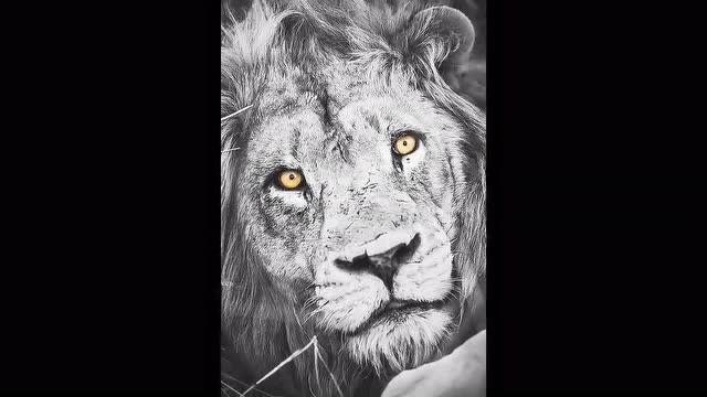 纪念坏男孩雄狮怪尾巴kt