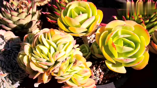 云南多肉植物欣赏:缀化了的桃花石,既可爱又漂亮!