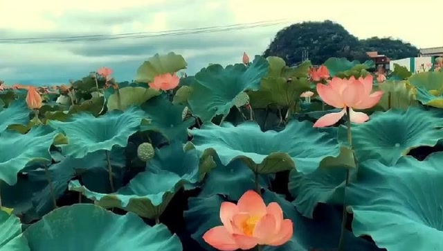 带大家感受一下,云梦莲花坞的真实美景,这才是仙境!