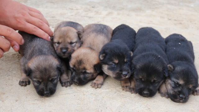 农村土狗狂生6只小狗,刚出生太懒了全趴在地上,灰色那条真可爱