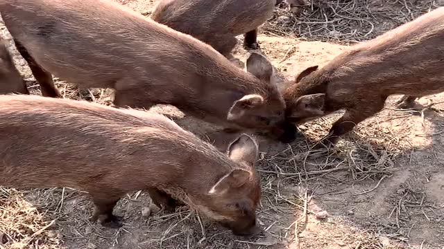 一群小野猪崽,拱地的样子蠢萌蠢萌的,长大后战斗力飙升