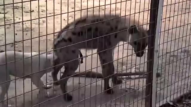 斑鬣狗vs比特犬图片