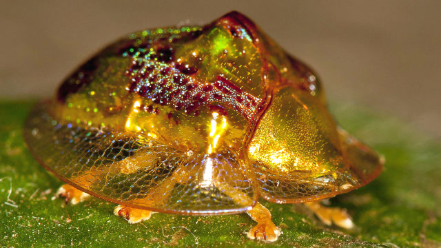 神话中的"黄金甲虫"真的存在,体内真的含有24k黄金!