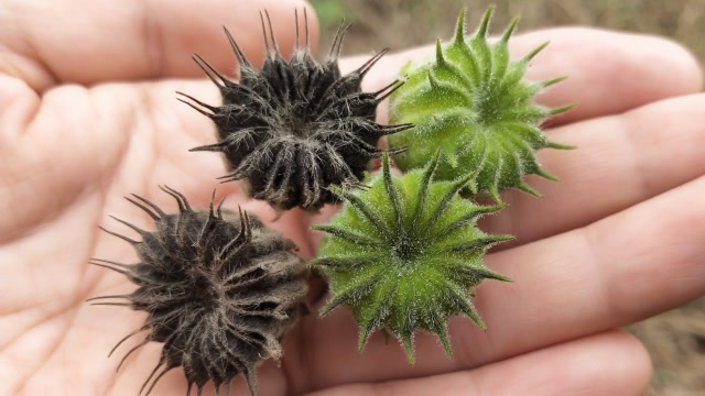 多年便秘,乳汁不通怎么办?苘麻果,好东西!