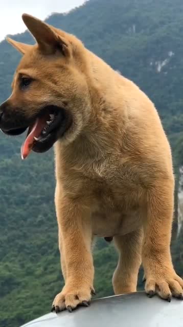 华夏帝王犬,一看就是看家护院的好手,拥有王者的霸气