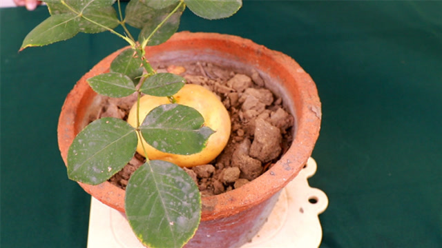 土豆扦插月季真厉害,成活率百分百,现在学还不晚