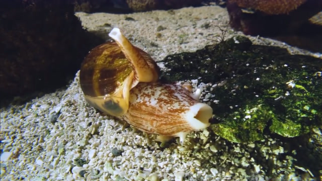 锥尖巴蜗牛图片