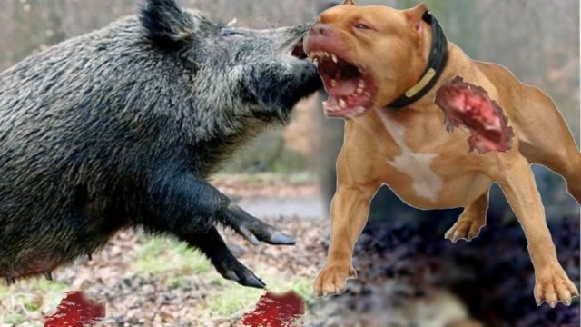 狗和豪猪打架图片