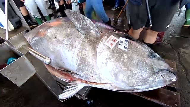 这是我见过最大的蓝鳍金枪鱼,重410公斤,谁见过?