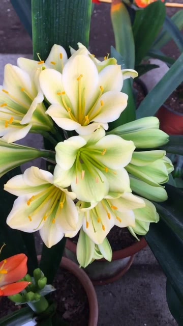 给大家看看查尔斯绿花,颜色清新又好看