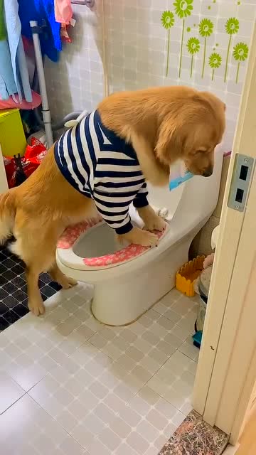 我很好奇,主人是如何教狗狗蹲马桶的?