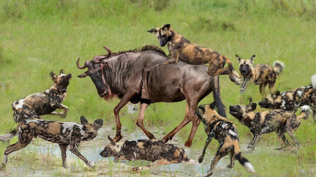 6只野狗饿毁了猎杀角马场面一度失控镜头记录惨烈全过程