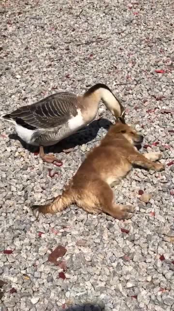 大鹅欺负小黄狗小狗全然不当回事胖鹅有点过分了