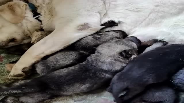 狼幼崽吃奶太豪横看手势安排上了其实狼妈妈很疼一直强忍着