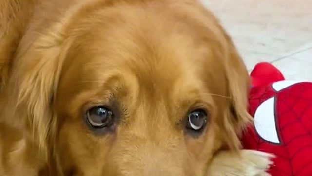 金毛轮胎被主人套路了,生无可恋的小眼神,太可爱了吧!