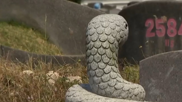 传说大山深处有条古蛇在守墓,当专家冒险进了之后,却吓了一跳