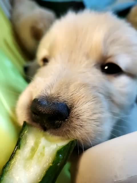 也不知道狗子咋了,现在就爱啃黄瓜,狗粮不香吗?