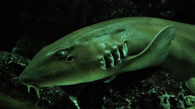 男子在海边捡到神奇石头,用剪刀剪开后,石头中竟然钻出一条鲨鱼